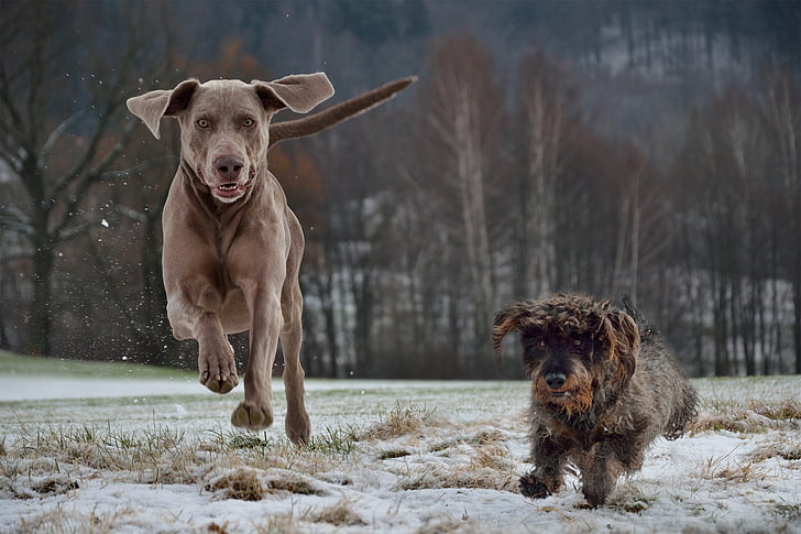 medium brown dog and small wire-haired dog running on snowfield during daytime