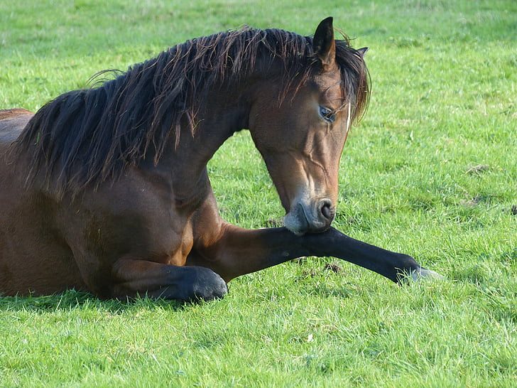 horse laying on grass