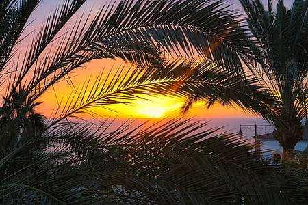 silhouette of coconut trees on seashore