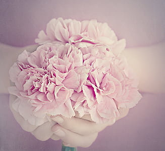 Royalty-Free photo: Two pink carnations | PickPik
