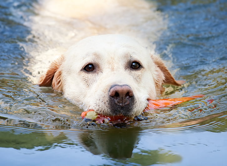 adult yellow Labrador retriever on body of water