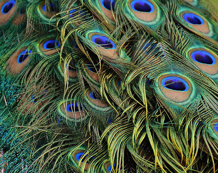 closeup photography of green and blue peacock feather