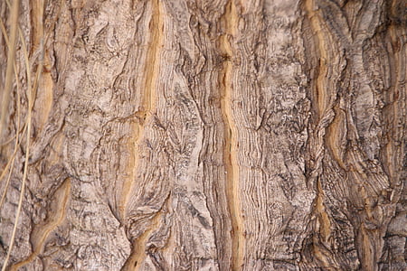 tree, bark, wood, texture, nature, tree bark texture