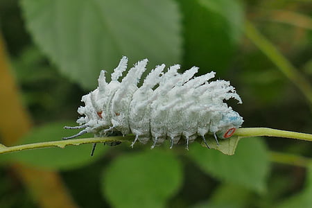 selective macro photography of white caterpillar on plant stem