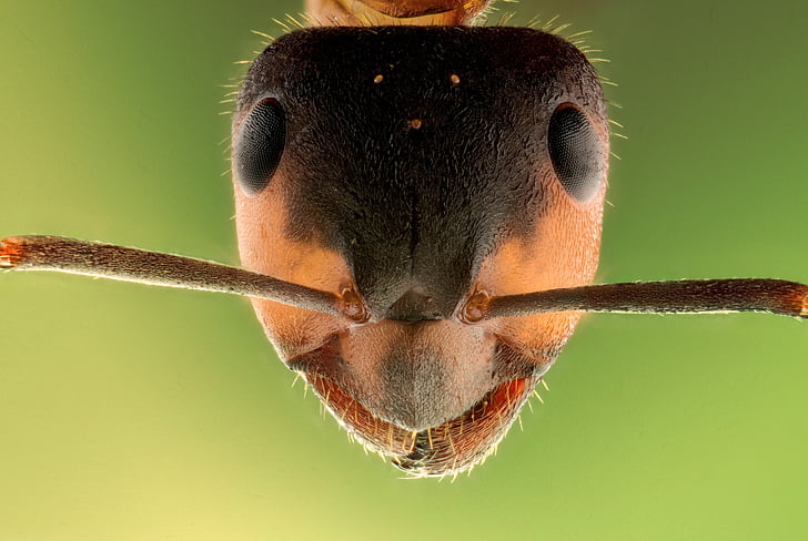 tilt shift lens photography of ant