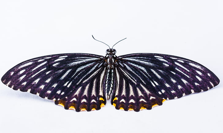 yellow spotted black and white butterfly