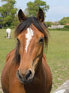 closeup photo of brown horse during daytime