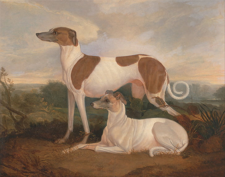 two white English whippets painting