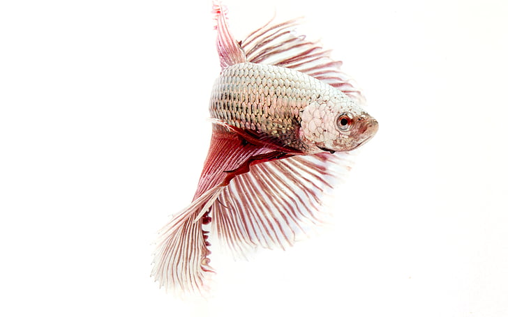 close-up photography of gray and red betta fish