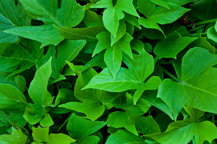 green leafed plants