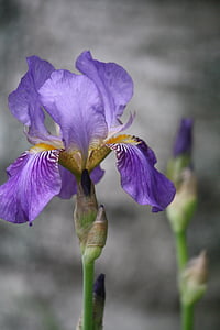 close up photography of purple iris flower in bloom