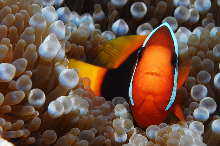 clown fish leaning on beige coral