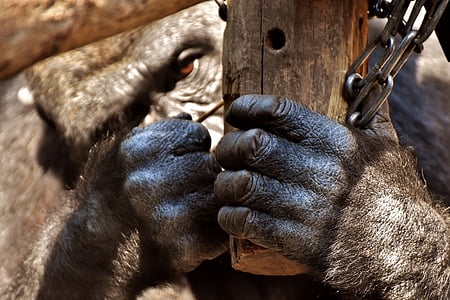 selective focus photo of black gorilla holding black wood