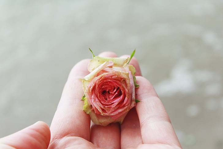 beige and pink rose on person's hand