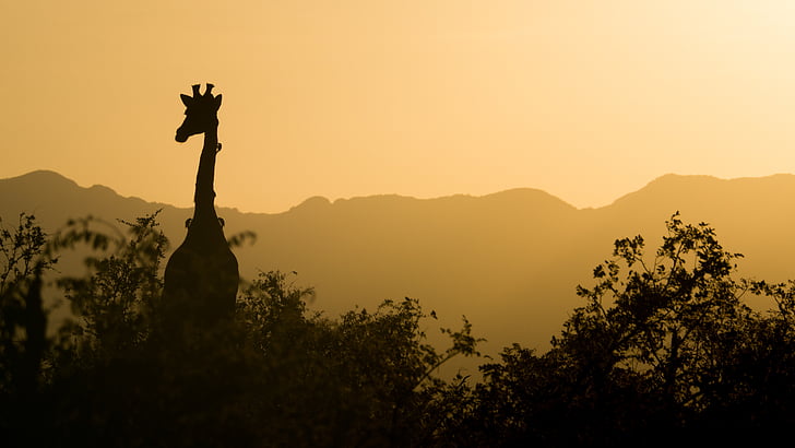 silhoutte photography of giraffe beside trees