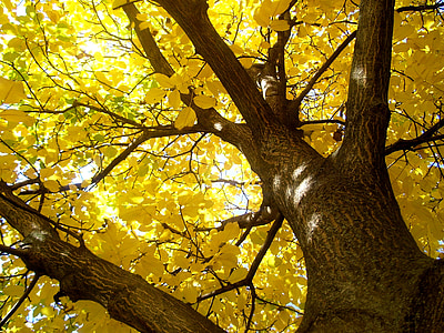 low angle photo of yellow leaf tree