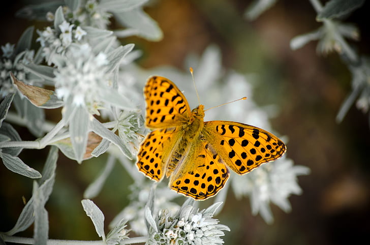 close-up photo of yellow and black butterfly perching on white flower