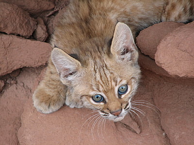 orange cat in between rocks
