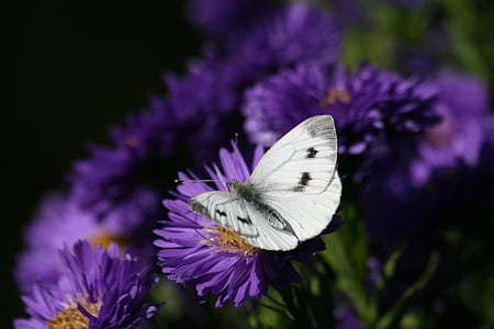 great veined butterfly perching on purple flower in close-up photography