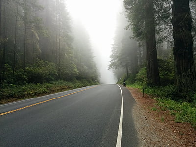 empty road near trees