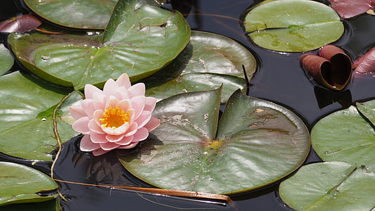 pink water lily flower and water lily pads on body of water