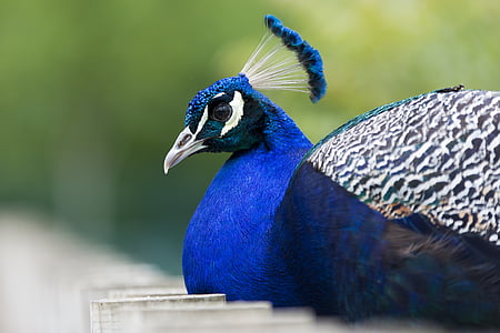 blue and black peacock