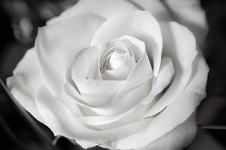 closeup photo of rose