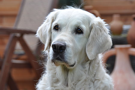 shallow focus photography of white short-coated dog
