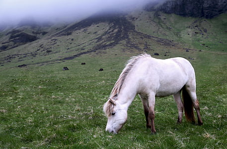 white horse on field