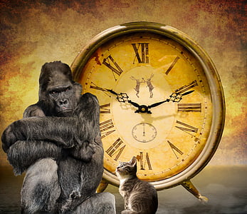 gorilla sitting beside tabby cat background of analog clock