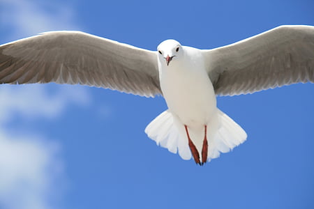 closeup photography of white bird