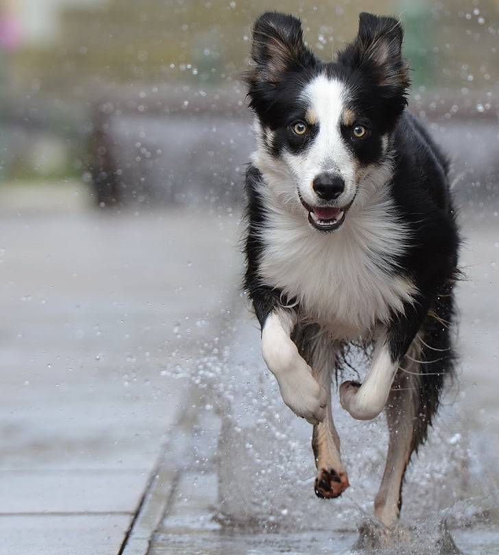 selective focus photo of dog running on puddle