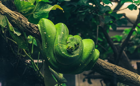 green viper snake on tree branch