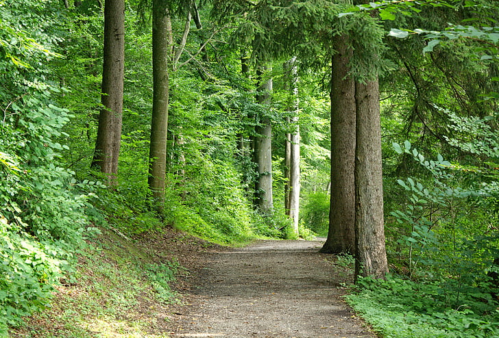 pathway near green foliage trees