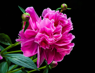 blooming pink petaled flower