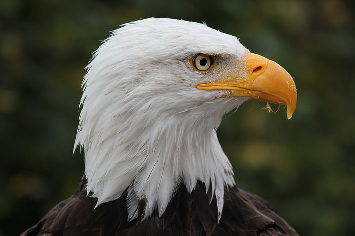 shallow focus photography of white and black eagle
