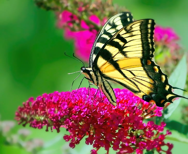 tiger swallowtail butterfly on pink petaled flower
