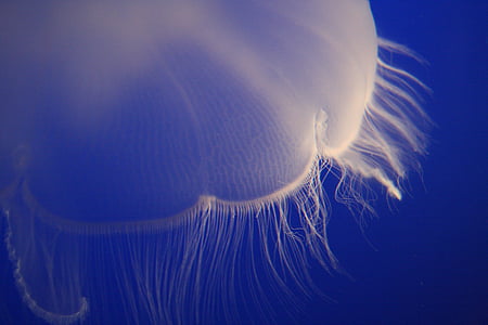 jellyfish in selective focus photography