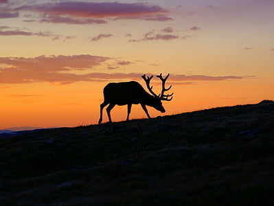 silhouette of moose during golden hour