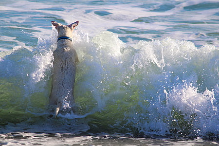 adult white and brown Jack Russell terrier swimming on ocean during daytime