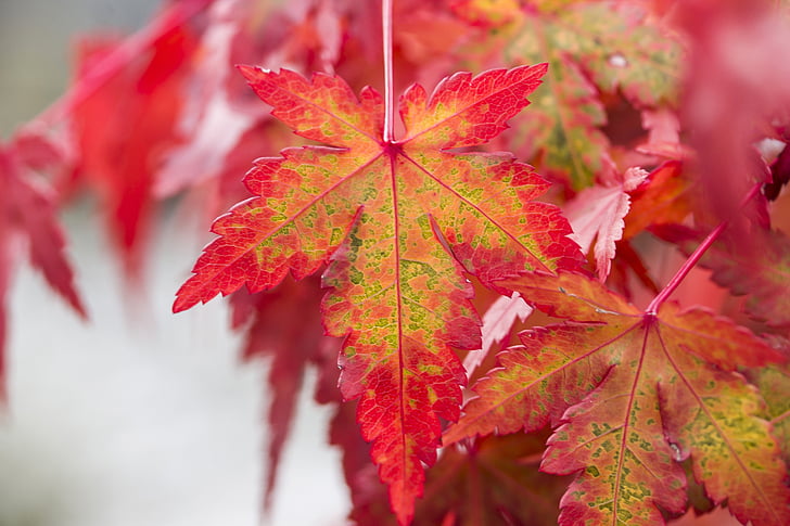 nipocaio Soft Autumn Photography Background Maple Forest Leaves