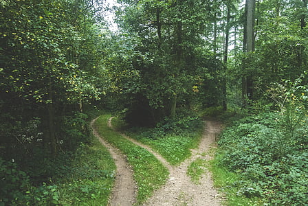 photo of two path ways towards the woods