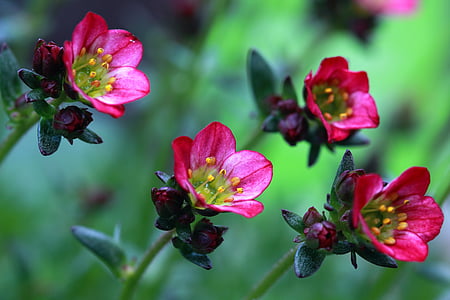 selective focus photography of four pink petaled flowers