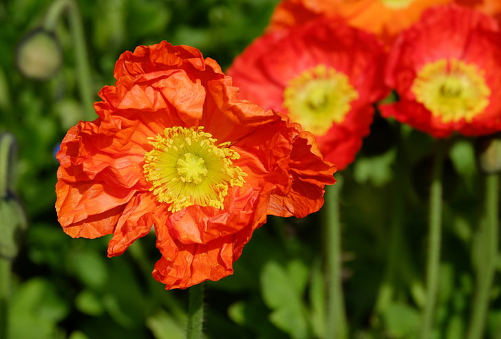 closeup photography of red poppy flowers