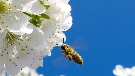 photo of honeybee flying in front of white petaled flower