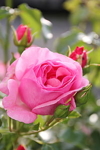 selective focus photography of pink rose flower