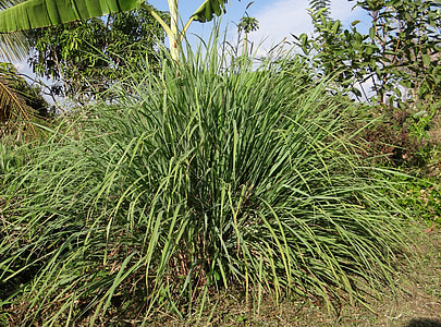 green linear plant