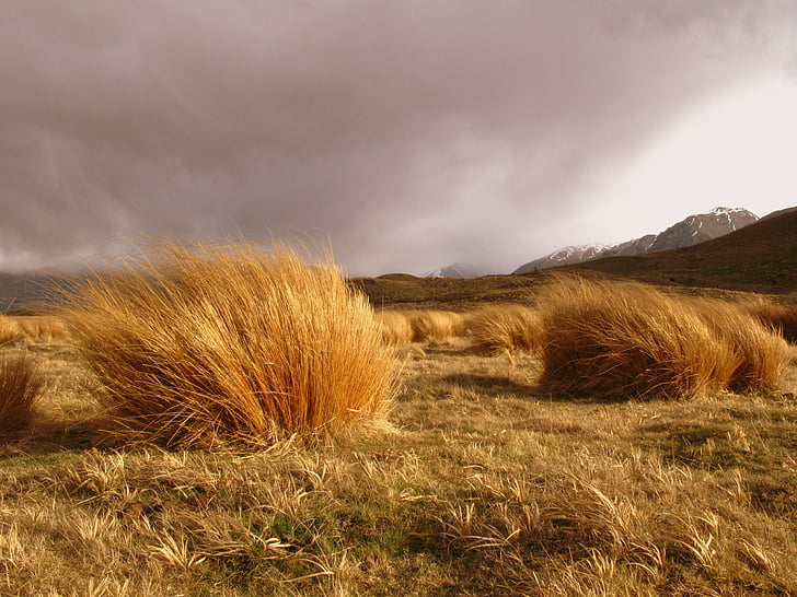 landscape photo of hay