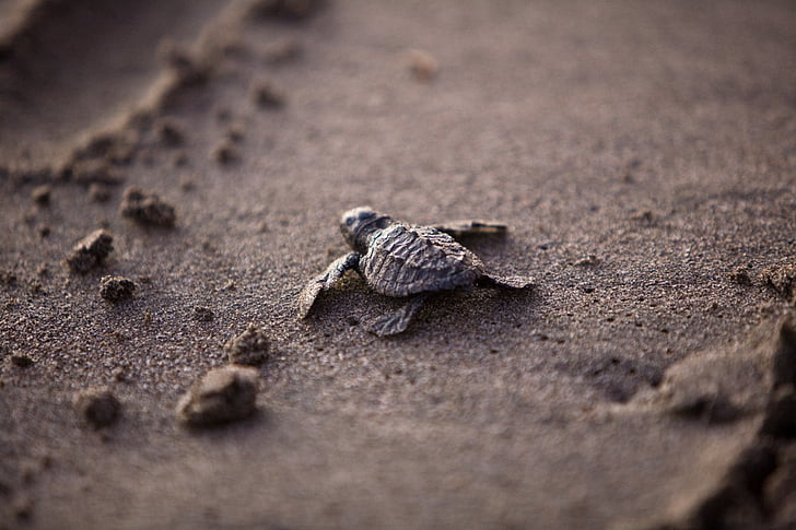 sea turtle on sand