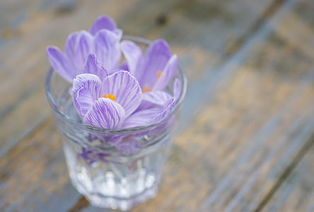 purple flowers in clear drinking glass